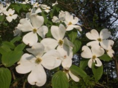4 -- The dogwood is uncommon with its four petals.